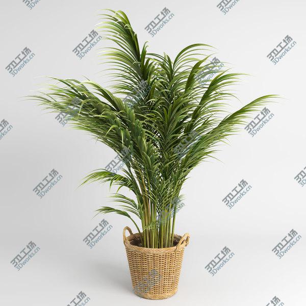 images/goods_img/20210312/Areca Palm Trees (GrowFX)/4.jpg